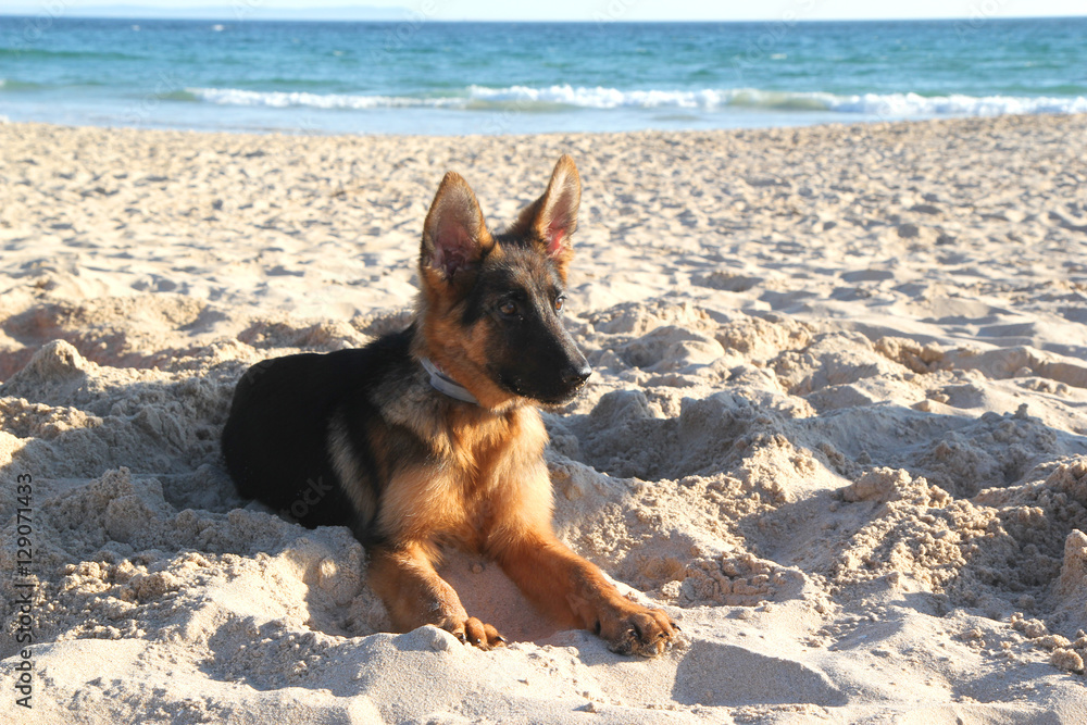 Cute smart puppy of german shepherd is lying on the sunny sandy shore of Atlantic ocean. Cute smart puppy of german shepherd is lying on the sunny sandy shore of Atlantic ocean.