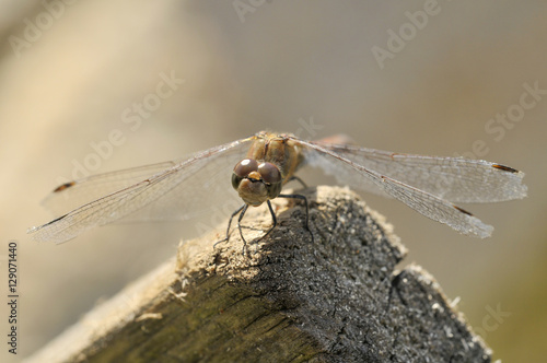 Libellula photo