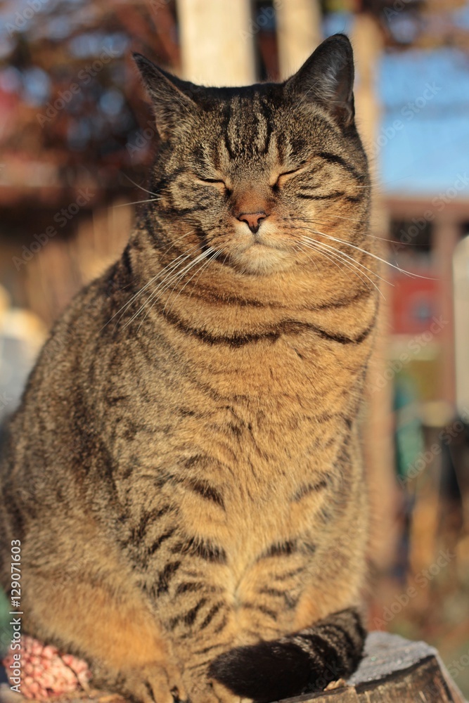 Naklejka premium Ich bin müde