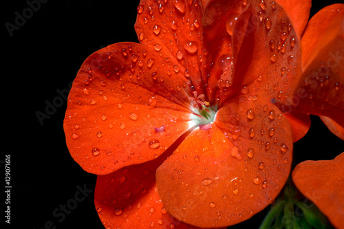 Fototapeta Naklejka Na Ścianę i Meble -  bouquet of red geranium flowers on black background