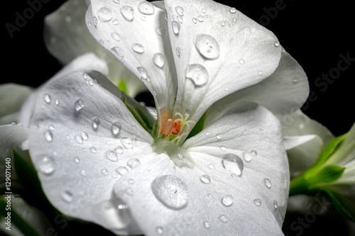 Fototapeta Naklejka Na Ścianę i Meble -  white geranium flowers on black background
