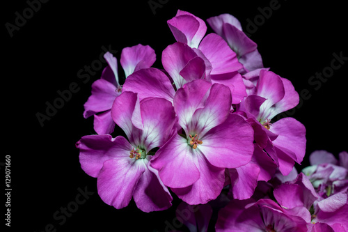 Fototapeta Naklejka Na Ścianę i Meble -  bouquet of purple geranium flowers on black background