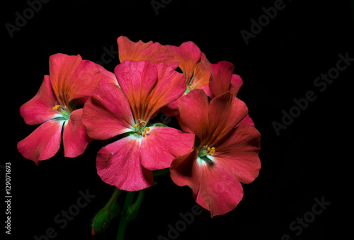 Fototapeta Naklejka Na Ścianę i Meble -  bouquet of red geranium flowers on black background