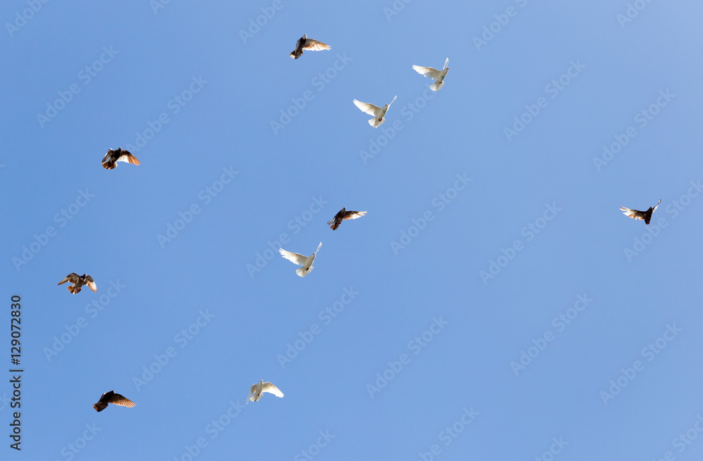 flock of pigeons on blue sky flock of pigeons on blue sky