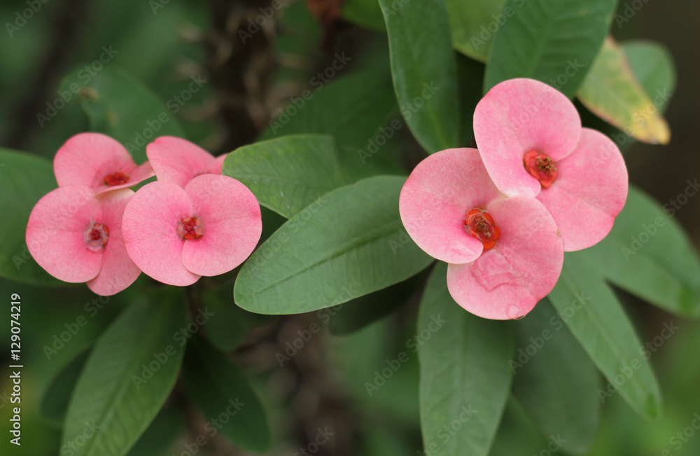 Close up Crown of thorns flower with green leaves background. Close up Crown of thorns flower with green leaves background.