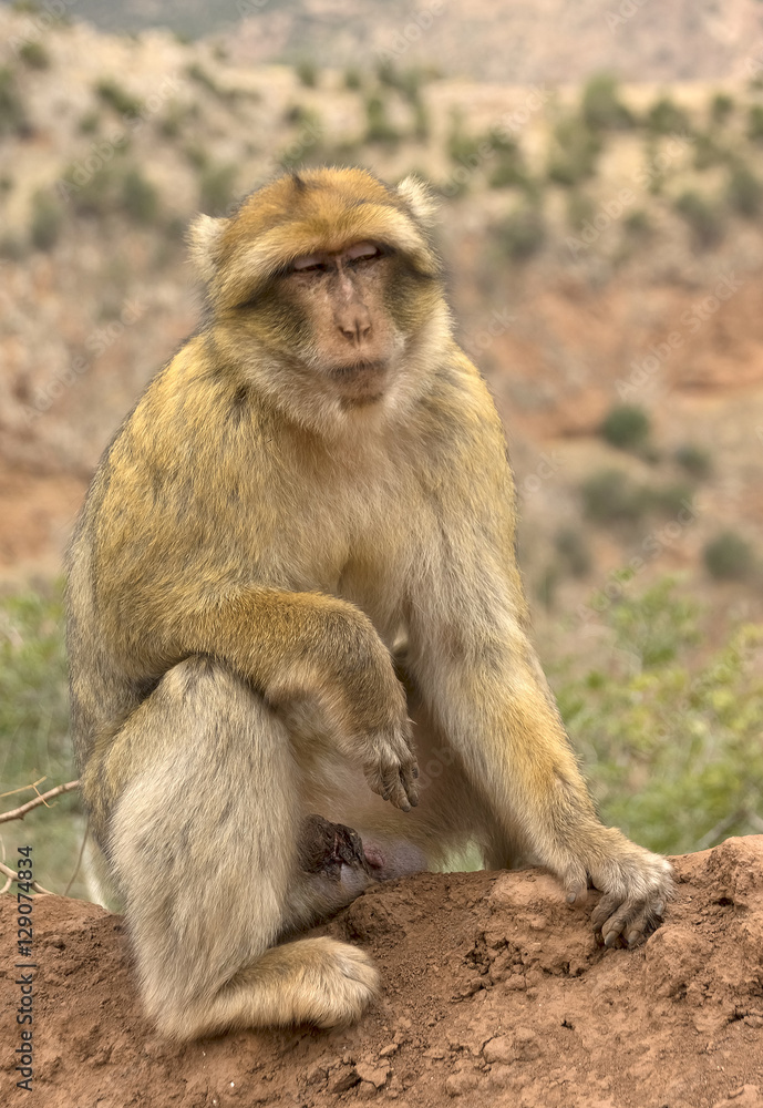 Monkey in the Cedar Forest of Morocco, Africa Monkey in the Cedar Forest of Morocco, Africa
