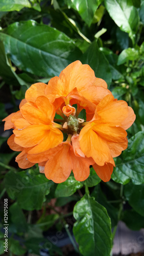 Crossandra, wonderful flower