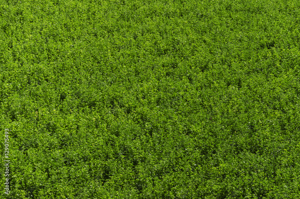 Abstract grass background Abstract grass background