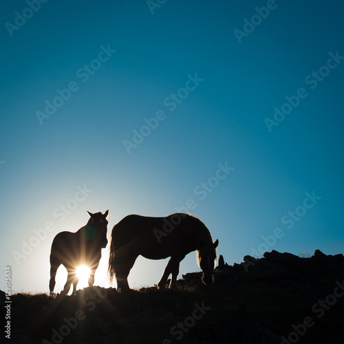Horses © Eduard