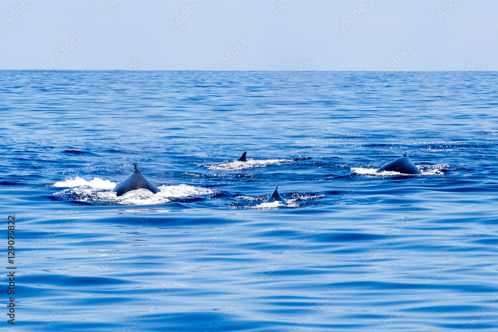 Fototapeta premium Humpback Whales, Ningaloo Reef, Australia