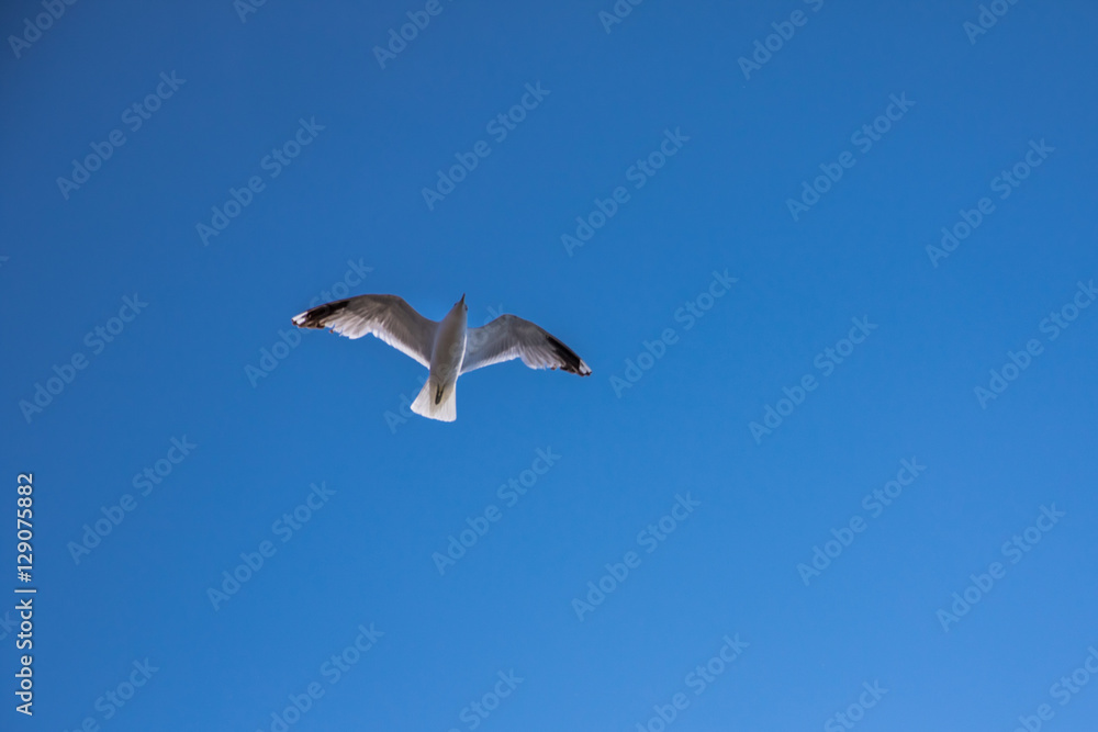 Obraz premium Möwe mit weißen Flügeln fliegt vor blauem Himmel