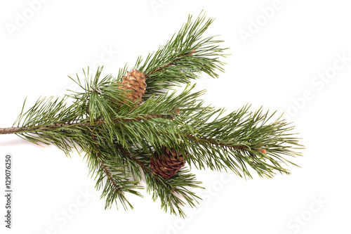   ine branch with cones on white background