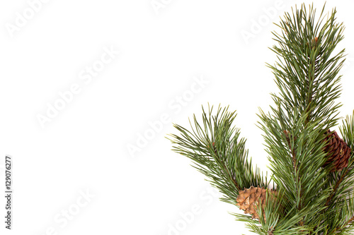   ine branch with cones on white background