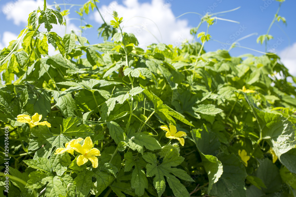 ツルレイシの花と葉 Stock 写真 Adobe Stock