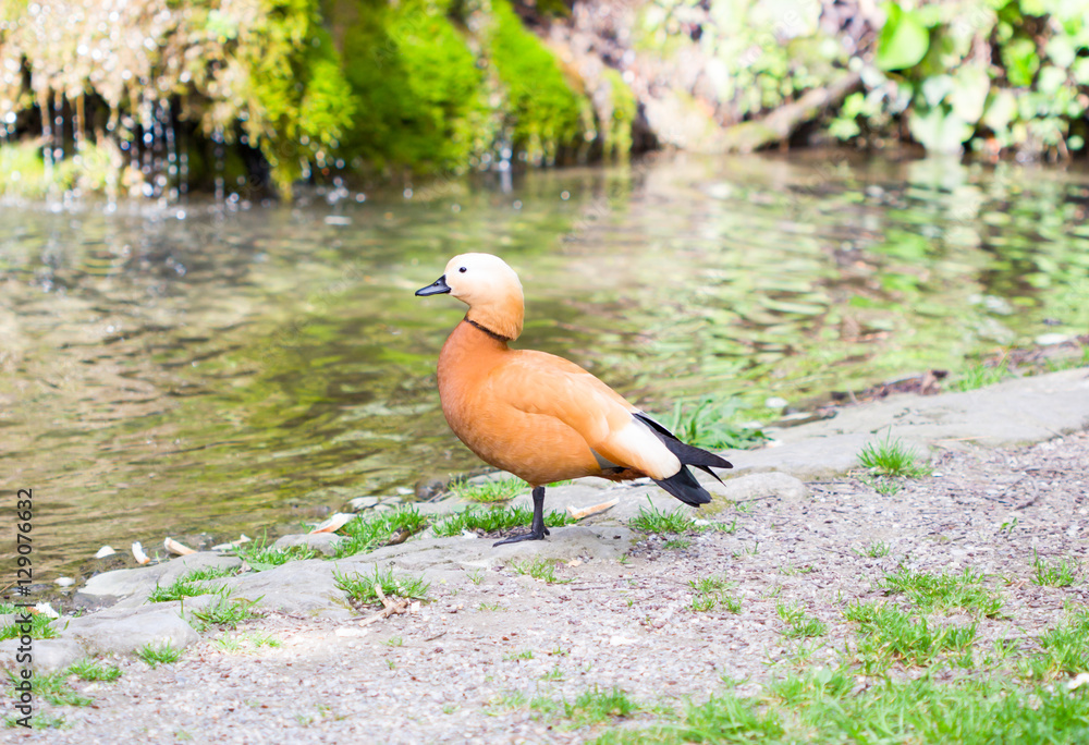 Fototapeta premium Brown Duck near a stream