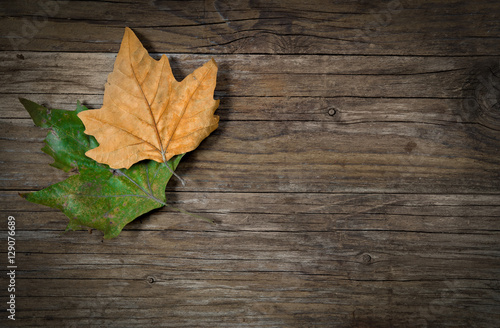 dry leaves on wood
