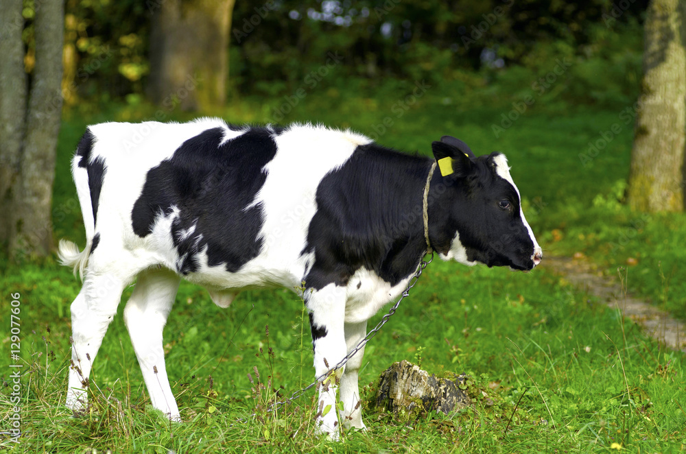 Dairy calf in meadow in autumn time