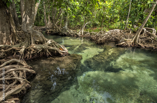 Tha Pom Klong Song Nam, the mangrove forest