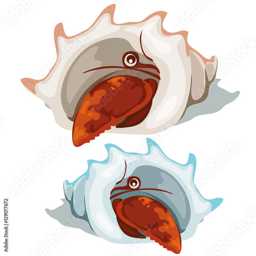 Red lobster peeking out of shell. Vector isolated