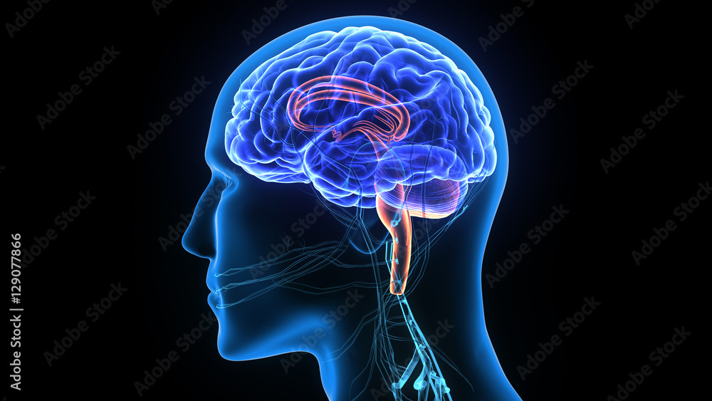 3d illustration human body brain 3d illustration human body brain