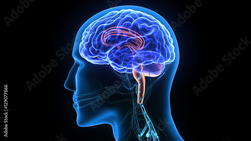 3d illustration human body brain