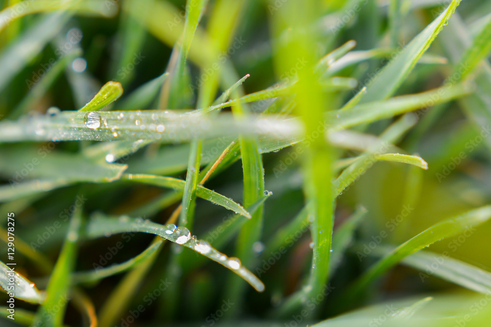 Tropfen Wassertropfen auf Gras und Blatt Tropfen Wassertropfen auf Gras und Blatt