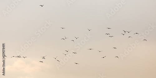 a flock of seagulls in the sky at sunset © schankz