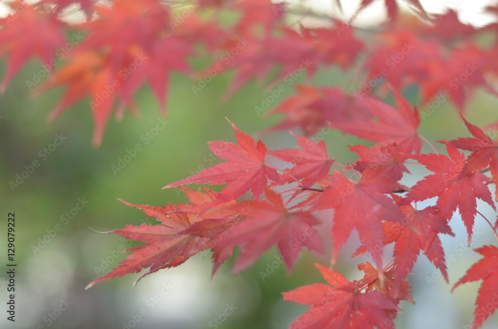 maple leaves maple leaves