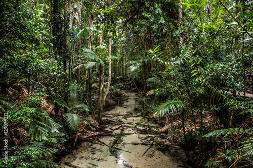 Jungle Australia Fraser Island