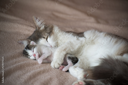 Cat sleeping with kitten and hugs him photo