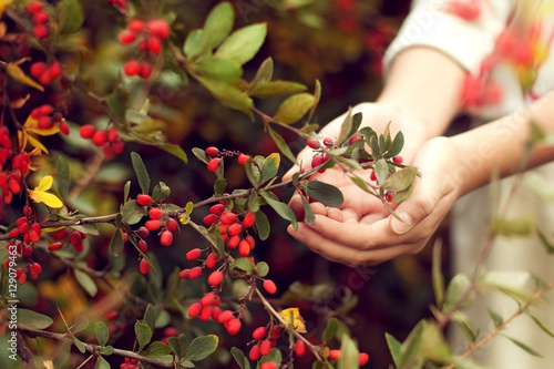 The berries of barberry in children's hands. The care of plants. photo