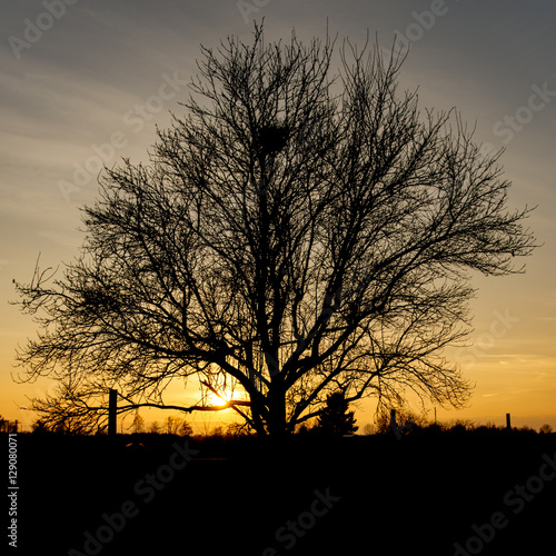 Single tree in front of warm orange sunset - square format