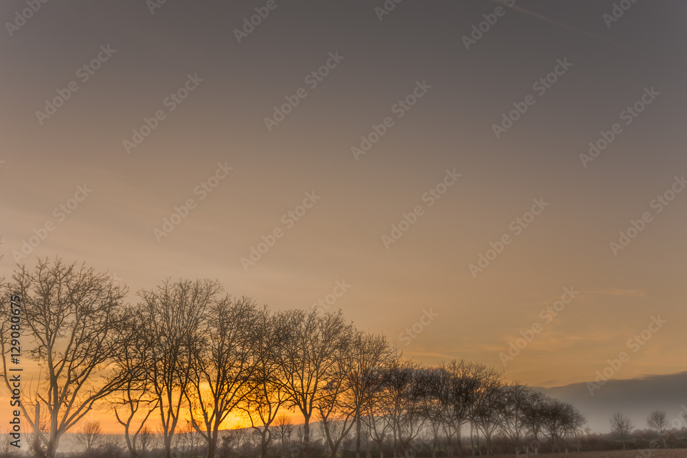 Row of foggy trees in front of warm sunset