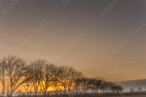 Row of foggy trees in front of warm sunset