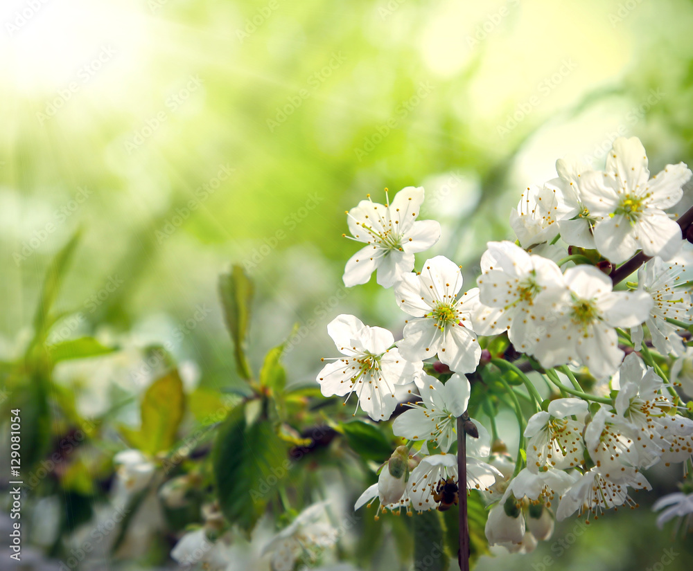 Green spring background with beautiful flowering tree Green spring background with beautiful flowering tree