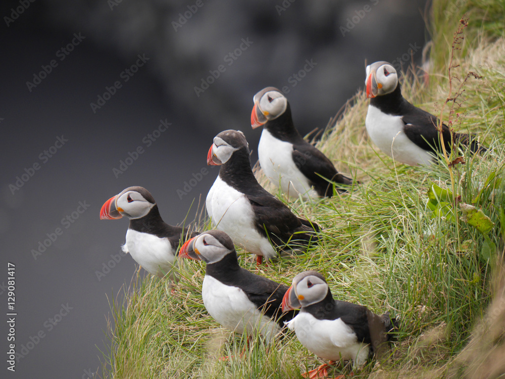 Fototapeta premium Papageitaucher in Island