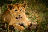 Wild lion cub resting
