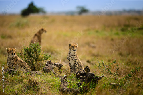 Wild cheetah family survey the savanna