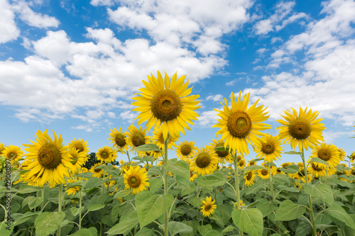 sunflower field on blue sky