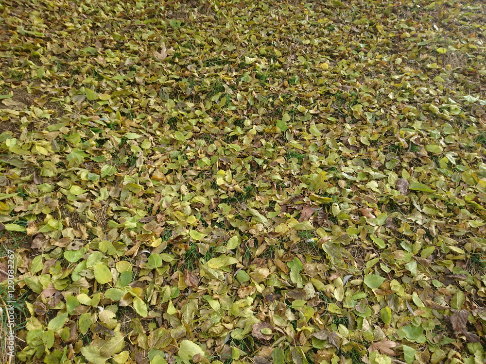 dökülen dut yaprakları dökülen dut yaprakları