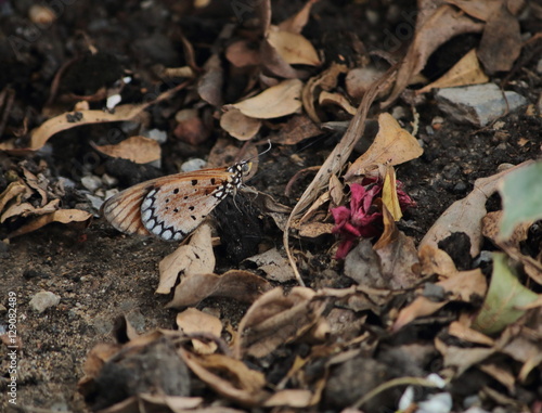 фотографія Butterfly on ground