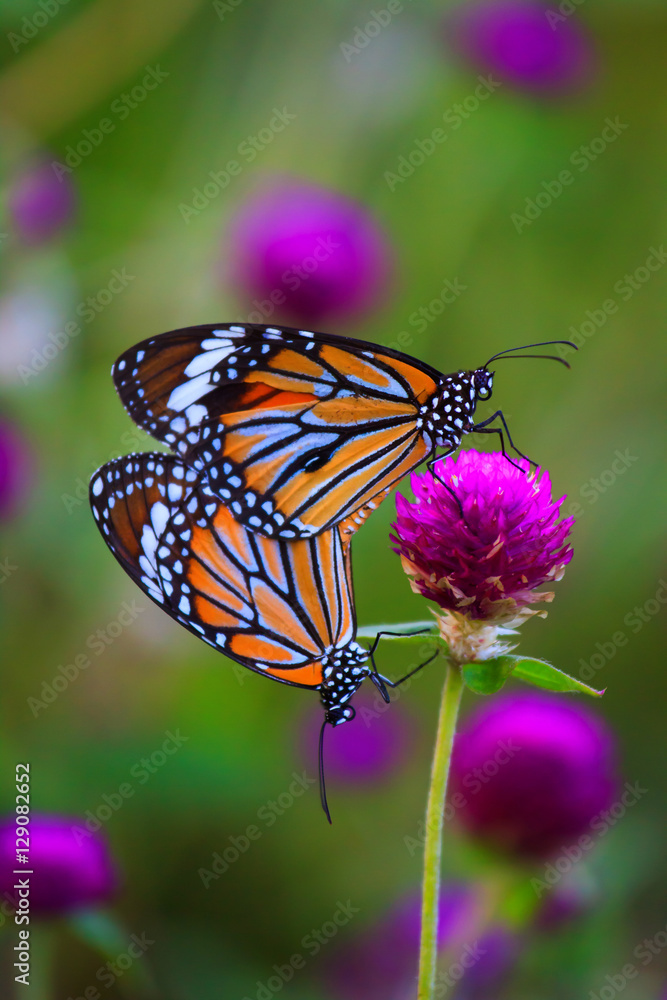 Natural Butterflies and Flowers Natural Butterflies and Flowers