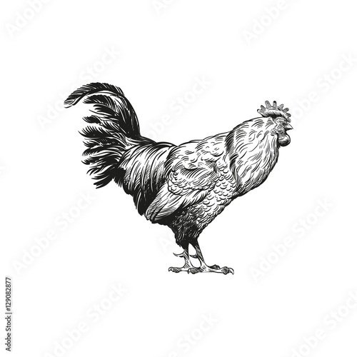 Hand drawn rooster sketch element design. Vector illustration