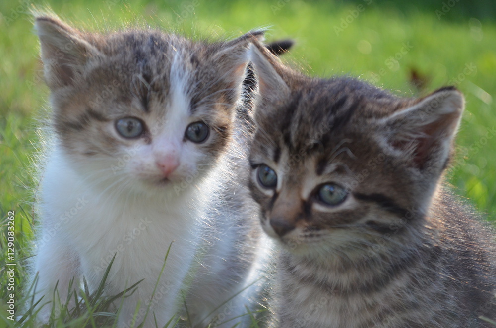 
little kittens on the green lawn
gray fluffy kittens