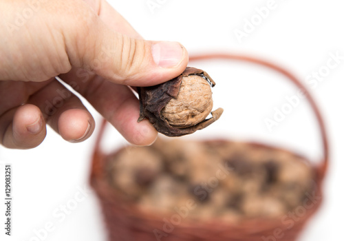Walnuts in hand with a basket on a white background