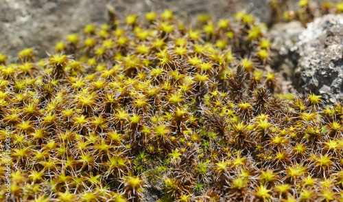 intregii SELSKOE Kurti (lat. Syntrichia ruralis) on the rocks