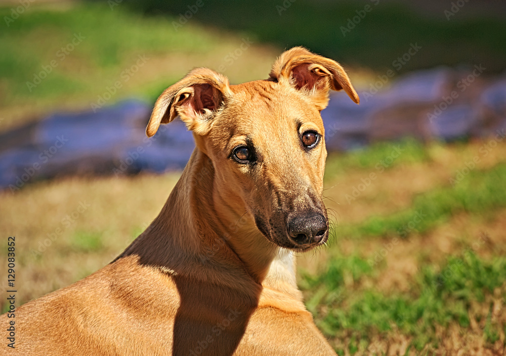 Brown greyhound outdoor