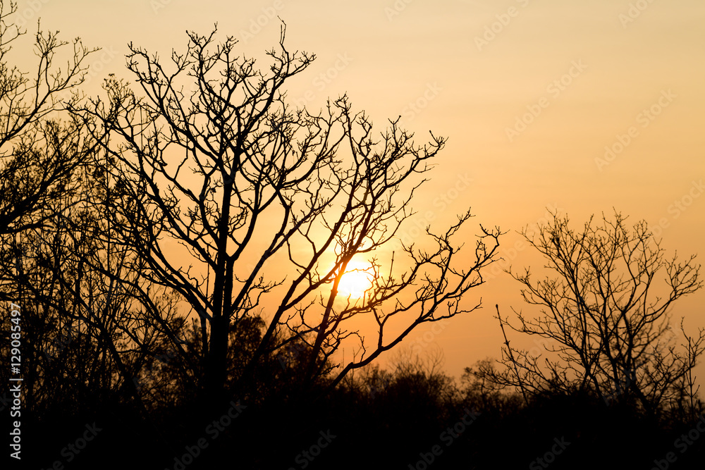 Obraz premium Trees in winter at sunset