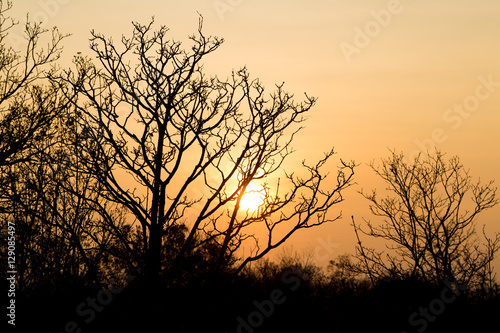 Trees in winter at sunset