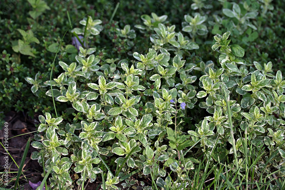 Origanum vulgare variegated (oregano) Origanum vulgare variegated (oregano)